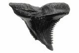 Snaggletooth Shark (Hemipristis) Tooth - South Carolina #211605-1